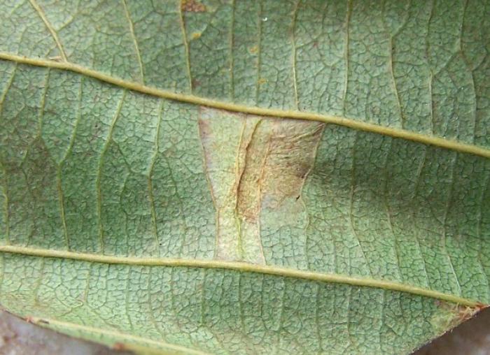 Phyllonorycter rajella (Linnaeus, 1758) Werkgroep Bladmineerders